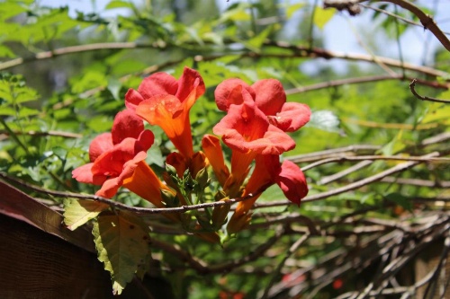 The Inn at White Oak image 38